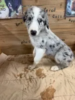 Blue Merle male Star, a male Border Collie for sale in Saint Hedwig, TX – 2 of 4