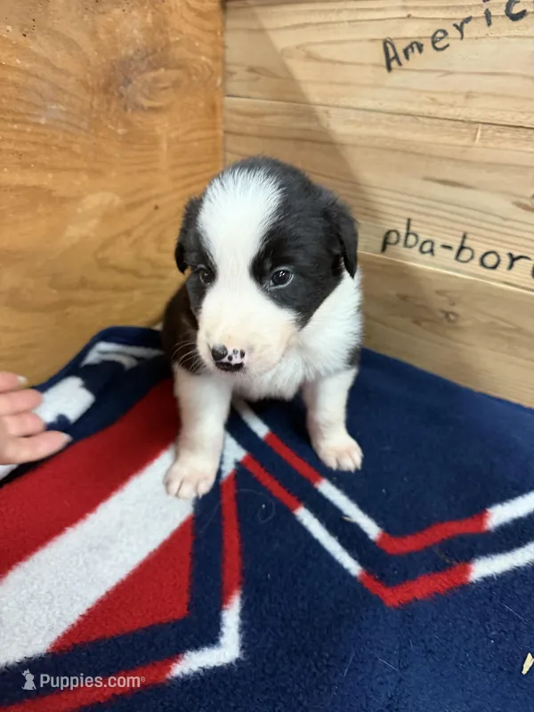 Black male McKenzy  – Border Collie puppy for sale in Saint Hedwig, TX