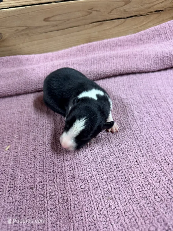 Black and white female McKenzy  – Border Collie puppy for sale in Saint Hedwig, TX