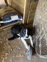 Black male McKenzy, a male Border Collie for sale in Saint Hedwig, TX – 1 of 5
