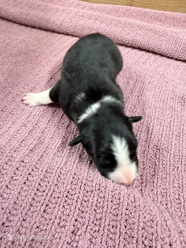 Black and white female Chelsea  – Border Collie puppy for sale in Saint Hedwig, TX