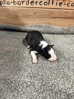 Black and white male Chelsea, a female Border Collie for sale in Saint Hedwig, TX – 3 of 4