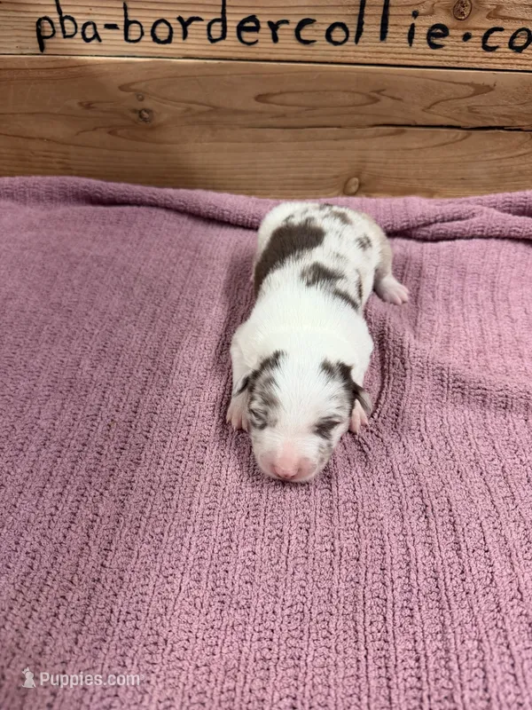 Chocolate Merle female Mitzie  – Border Collie puppy for sale in Saint Hedwig, TX