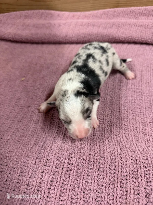 Blue Merle female Chelsea – Border Collie puppy for sale in Saint Hedwig, TX