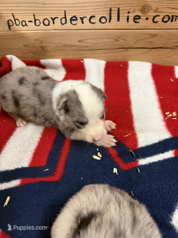 Blue Merle male Ruby – Border Collie puppy for sale in Saint Hedwig, TX