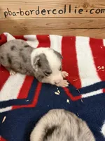 Blue Merle male Ruby, a male Border Collie for sale in Saint Hedwig, TX – 1 of 2