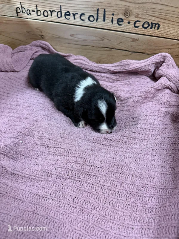 Black and white female Chelsea  – Border Collie puppy for sale in Saint Hedwig, TX