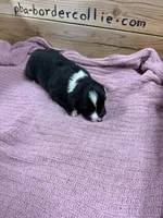 Black and white female Chelsea , a female Border Collie for sale in Saint Hedwig, TX – 4 of 4
