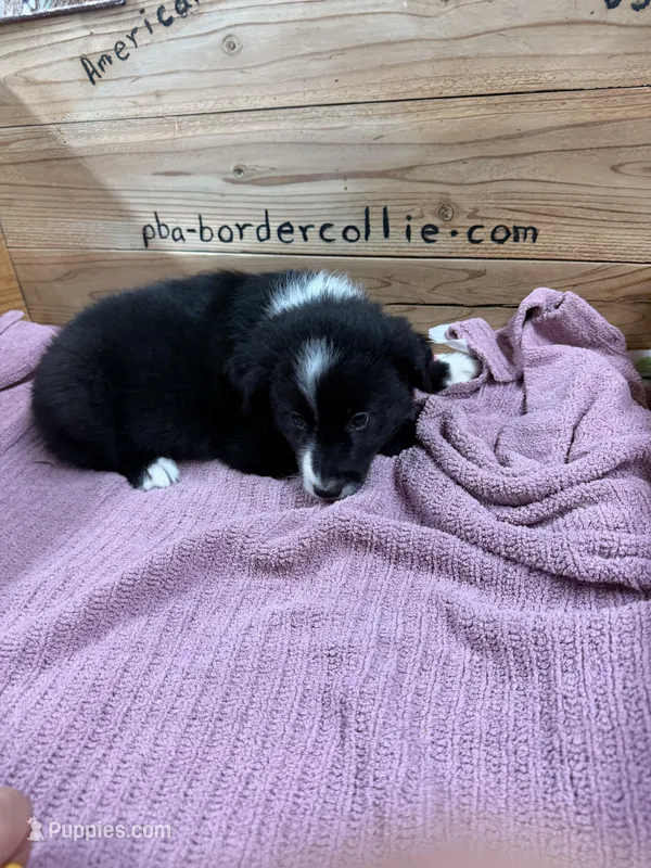 Black and white female Chelsea  – Border Collie puppy for sale in Saint Hedwig, TX