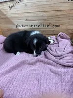 Black and white female Chelsea , a female Border Collie for sale in Saint Hedwig, TX – 1 of 4
