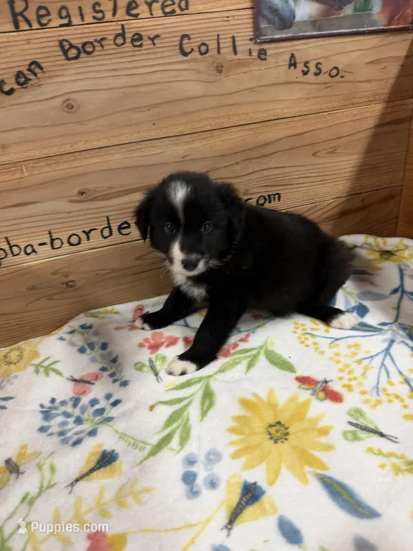 Black and white female Chelsea  – Border Collie puppy for sale in Saint Hedwig, TX