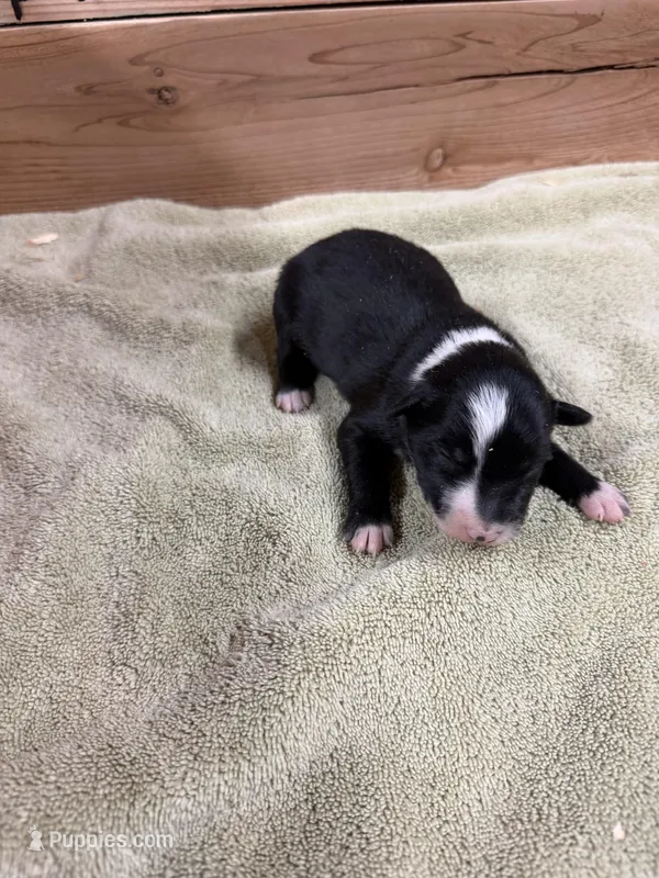 Black and white female Chelsea  – Border Collie puppy for sale in Saint Hedwig, TX