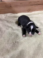 Black and white female Chelsea , a female Border Collie for sale in Saint Hedwig, TX – 3 of 4