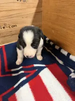 Black male McKenzy, a female Border Collie for sale in Saint Hedwig, TX – 4 of 4