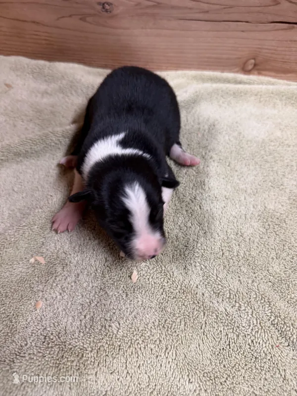 Black male McKenzy – Border Collie puppy for sale in Saint Hedwig, TX