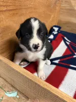 Black male McKenzy, a female Border Collie for sale in Saint Hedwig, TX – 1 of 4