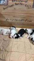 Chocolate Merle male Bristol , a male Border Collie for sale in Saint Hedwig, TX – 2 of 2