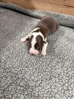 Chocolate and white male McKenzy , a female Border Collie for sale in Saint Hedwig, TX – 3 of 3