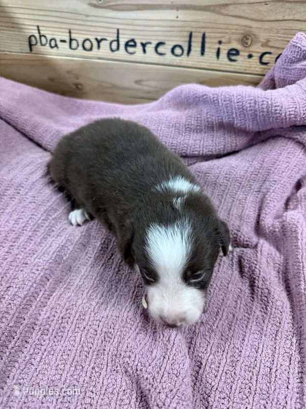 Chocolate and white female Ruby – Border Collie puppy for sale in Saint Hedwig, TX