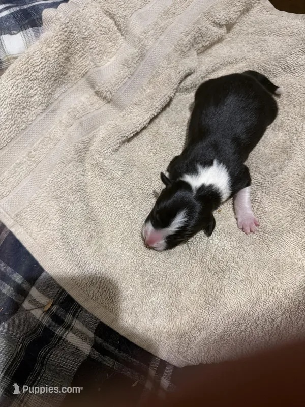 Black and white female – Border Collie puppy for sale in Saint Hedwig, TX