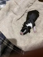 Black and white female, a female Border Collie for sale in Saint Hedwig, TX – Photo 1 of 2