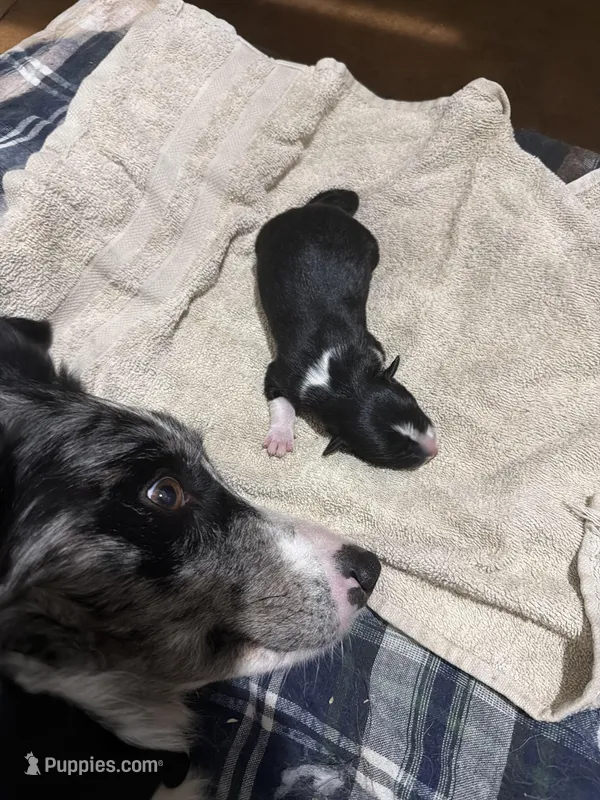 Black and white female Chelsea  – Border Collie puppy for sale in Saint Hedwig, TX