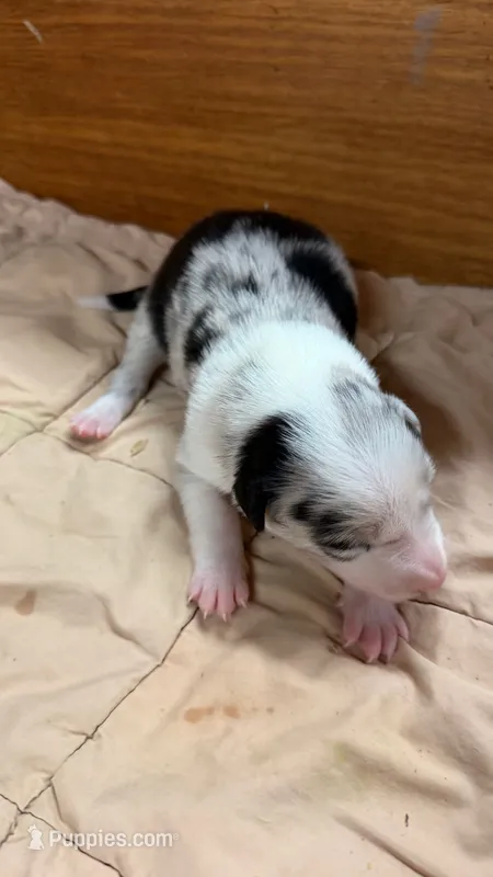 Blue Merle male Bristol – Border Collie puppy for sale in Saint Hedwig, TX