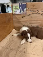 Chocolate and white male Ruby, a male Border Collie for sale in Saint Hedwig, TX – 3 of 4