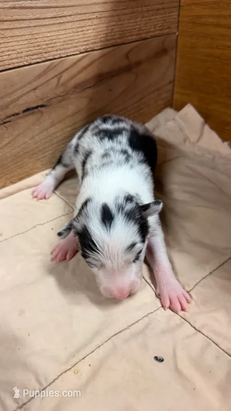Blue Merle male Bristol  – Border Collie puppy for sale in Saint Hedwig, TX