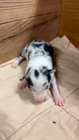 Blue Merle male Bristol , a male Border Collie for sale in Saint Hedwig, TX – 1 of 2