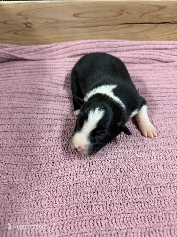 Black female McKenzy  – Border Collie puppy for sale in Saint Hedwig, TX