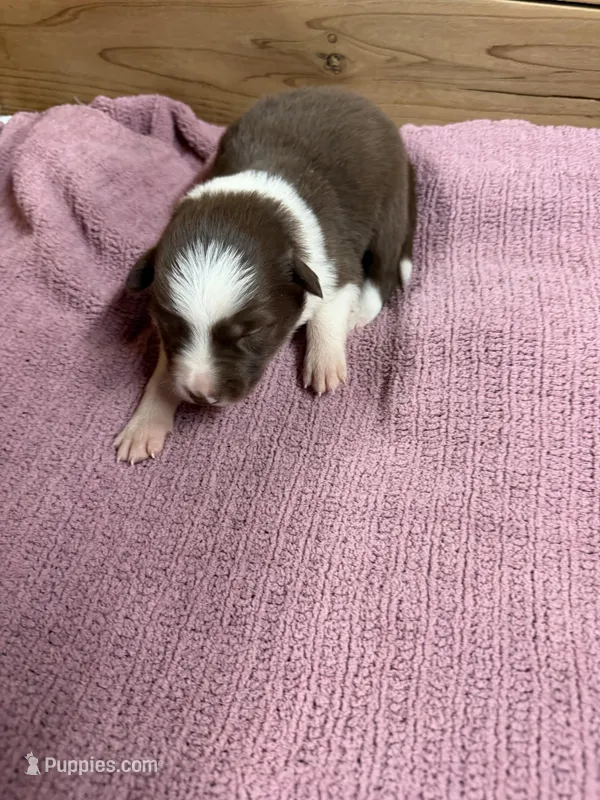 Chocolate female Mitzie – Border Collie puppy for sale in Saint Hedwig, TX