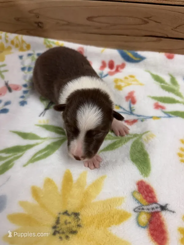 Chocolate female Mitzie – Border Collie puppy for sale in Saint Hedwig, TX