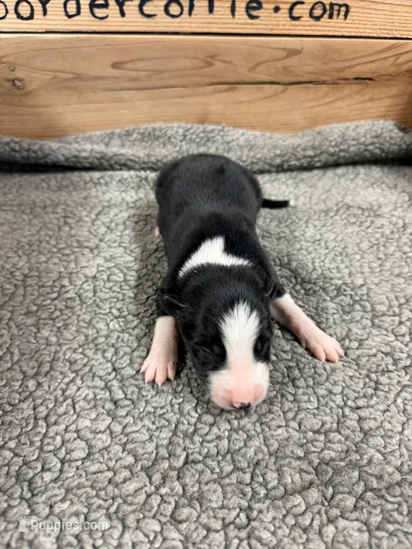 Black and white male McKenzy  – Border Collie puppy for sale in Saint Hedwig, TX
