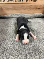 Black and white male McKenzy , a female Border Collie for sale in Saint Hedwig, TX – 1 of 1