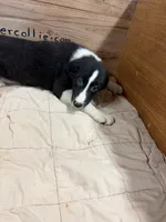 Black Male Mitzie, a male Border Collie for sale in Saint Hedwig, TX – 2 of 5