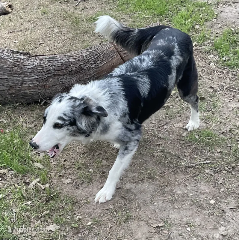 Bristol Lacy – Border Collie puppy for sale in Saint Hedwig, TX