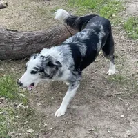 Bristol Lacy, a female Border Collie for sale in Saint Hedwig, TX – 1 of 3