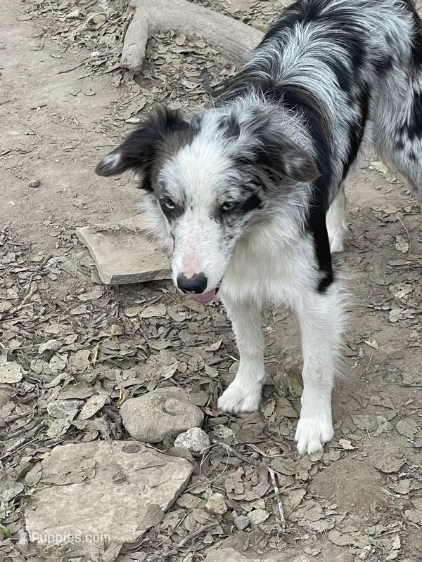 PBA Sky  – Border Collie puppy for sale in Saint Hedwig, TX