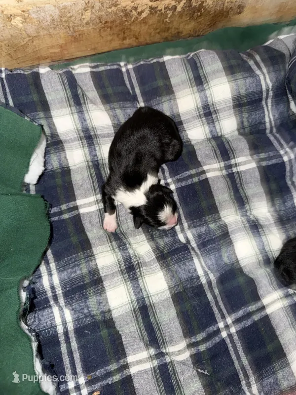 Black and white male – Border Collie puppy for sale in Saint Hedwig, TX