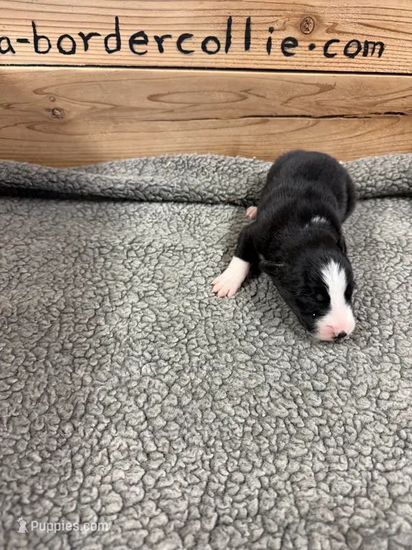 Black and white male McKenzy  – Border Collie puppy for sale in Saint Hedwig, TX