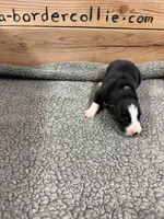 Black and white male McKenzy , a female Border Collie for sale in Saint Hedwig, TX – 1 of 1