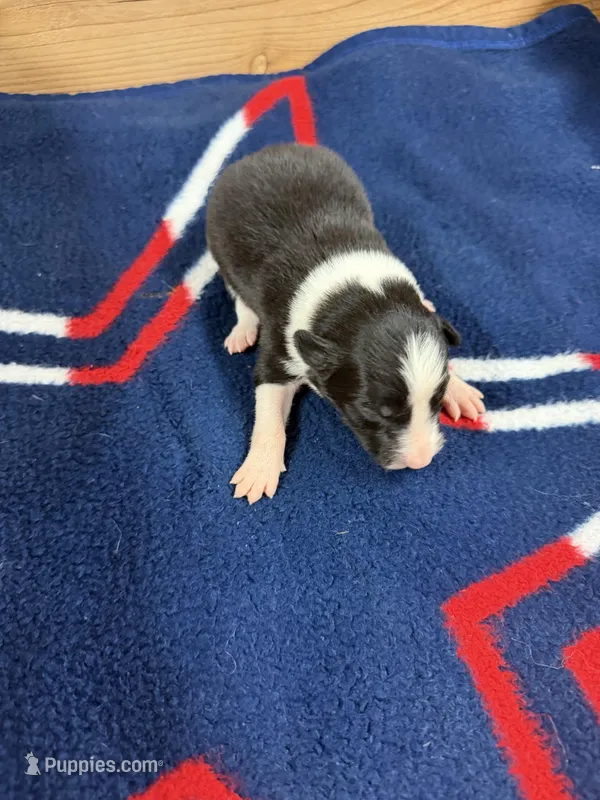 Black Male Mitzie – Border Collie puppy for sale in Saint Hedwig, TX