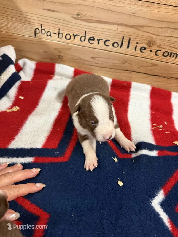 Chocolate and white male Ruby – Border Collie puppy for sale in Saint Hedwig, TX