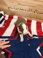 Chocolate and white male Ruby, a male Border Collie for sale in Saint Hedwig, TX – 1 of 1