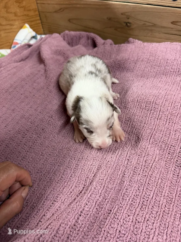Chocolate Merle Female Mitzie  – Border Collie puppy for sale in Saint Hedwig, TX