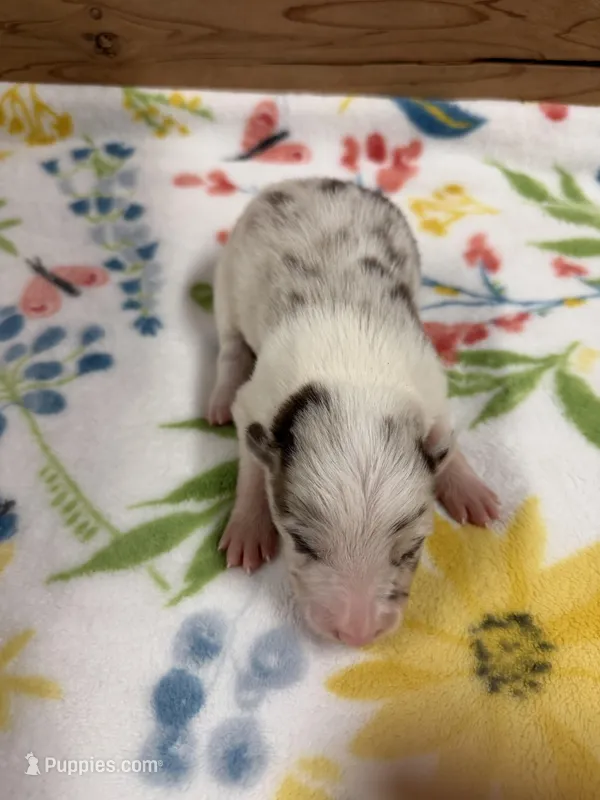 Chocolate Merle Female Mitzie  – Border Collie puppy for sale in Saint Hedwig, TX