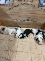 Blue Merle male Bristol, a male Border Collie for sale in Saint Hedwig, TX – 2 of 2