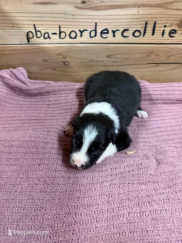 Black and white female Chelsea  – Border Collie puppy for sale in Saint Hedwig, TX