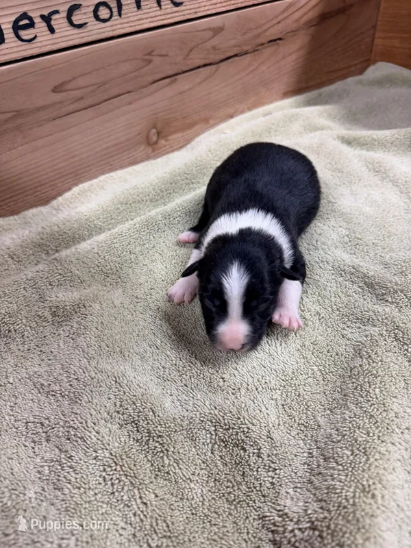 Black and white female Chelsea  – Border Collie puppy for sale in Saint Hedwig, TX